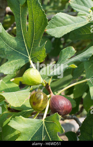 Aliment alimentaire santé feuille gros plan doux arbre arbres feuilles jardin botanique l'agriculture l'agriculture méditerranéenne de l'eau d'été summerly Banque D'Images