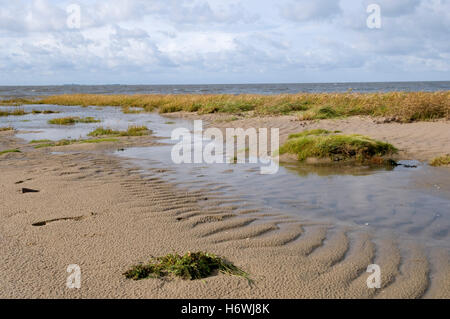 Les marais salés dans le Niedersaechsisches Nationalpark Wattenmeer, Basse-Saxe mer des Wadden National Park, North Sea Resort Cuxhaven Banque D'Images