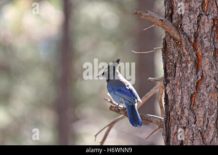 Geai de Steller perché sur la branche d'arbre de pin ponderosa. Banque D'Images