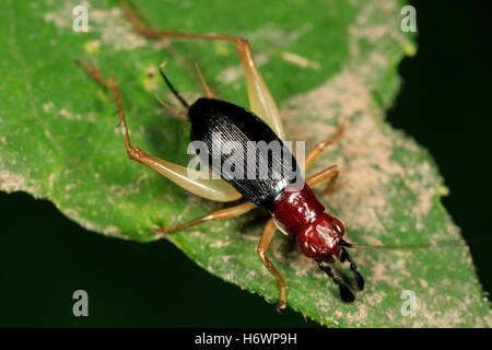 Bush à tête rouge Cricket (Phyllopalpus pulchellus) sur la feuille. Banque D'Images