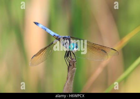Dasher bleu libellule (Pachydiplax longipennis) Banque D'Images