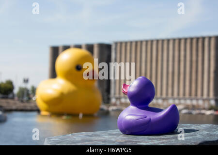 61 pieds de canard en caoutchouc jaune géant devant les silos à grains (Buffalo) district au bord du canal avec le violet canard en caoutchouc à la recherche sur. Banque D'Images