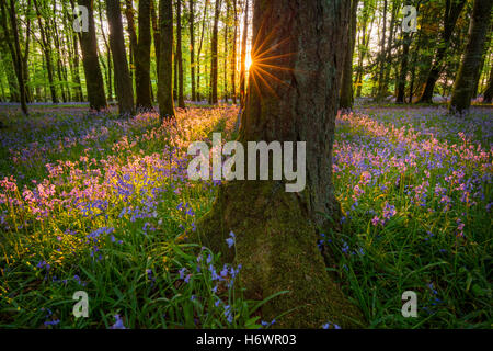 Soleil du soir et bois bluebell, Cootehall, comté de Roscommon, Irlande. Banque D'Images