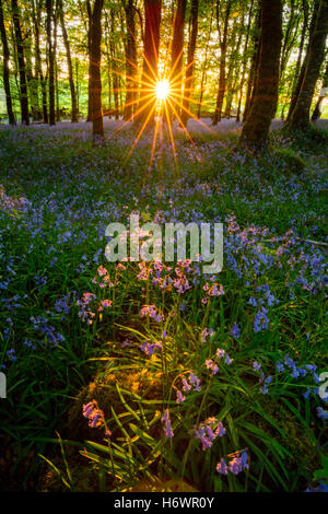 Soleil du soir et bois bluebell, Cootehall, comté de Roscommon, Irlande. Banque D'Images