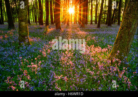 Soleil du soir et bois bluebell, Cootehall, comté de Roscommon, Irlande. Banque D'Images