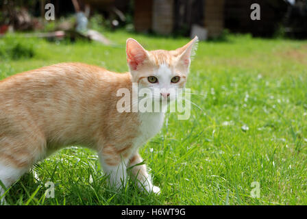 Chaton rouge dans le jardin Banque D'Images
