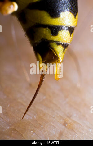 araignées insectes Banque D'Images
