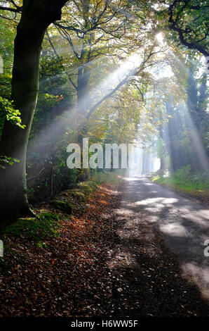 la lumière du soleil se diffuse à travers les arbres forestiers d'automne, norfolk, angleterre Banque D'Images