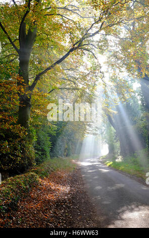 la lumière du soleil se diffuse à travers les arbres forestiers d'automne, norfolk, angleterre Banque D'Images