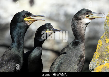 Les cormorans adultes regardant anxieusement leur jeune Banque D'Images