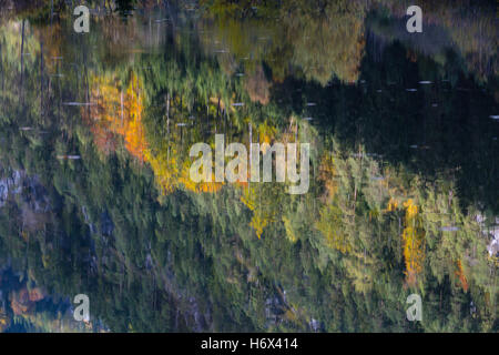 Impressions d'automne, Forêt, Lac, Réflexion, Nationalpark Gesäuse, Styrie, Autriche Banque D'Images