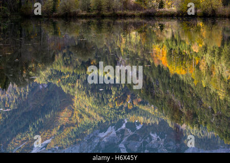 Impressions d'automne, Forêt, Lac, Réflexion, Nationalpark Gesäuse, Styrie, Autriche Banque D'Images