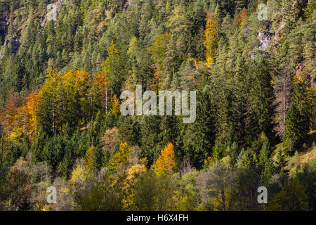 Impressions d'automne, Forêt, Nationalpark Gesäuse, Styrie, Autriche Banque D'Images