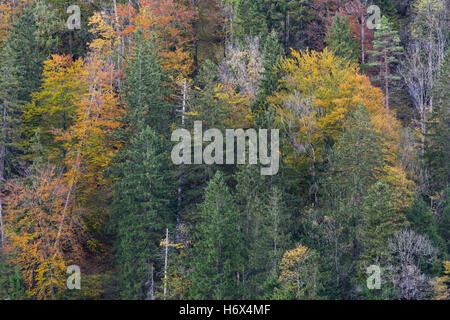 Impressions d'automne, Forêt, Nationalpark Gesäuse, Styrie, Autriche Banque D'Images