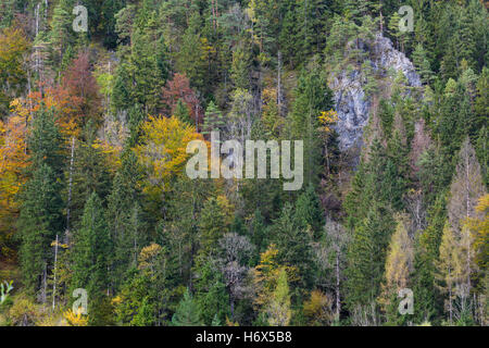 Impressions d'automne, Forêt, Nationalpark Gesäuse, Styrie, Autriche Banque D'Images