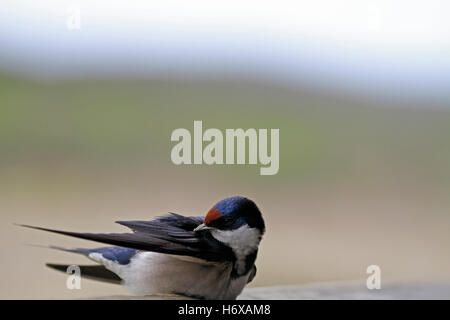 Hirundo albigularis ( White-throated Swallow) sur une corniche dans un oiseau se cacher dans la West Coast National Park, Afrique du Sud. Banque D'Images