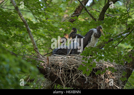 Cigognes noires (Ciconia nigra ), petits poussins,nid en nidification, là-haut, dans un vieux chêne arbre, quatre grands frères et sœurs. Banque D'Images