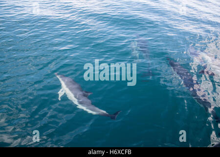 Dauphin commun, Delphinus delphis Pod Natation Cornwall, UK Banque D'Images