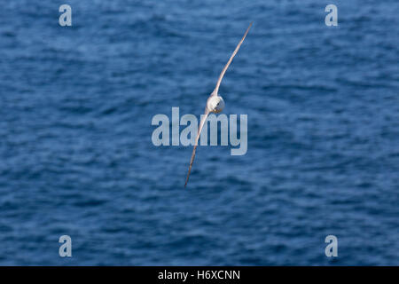 Le Fulmar boréal (Fulmarus glacialis) ; seule l'Ecosse en vol ; UK Banque D'Images