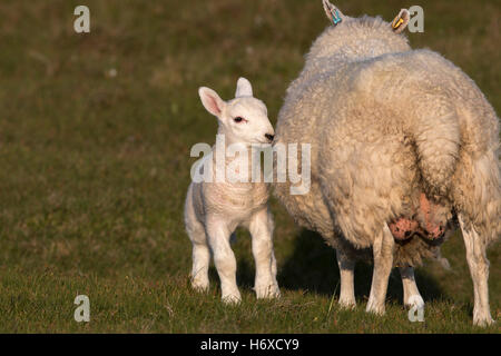 L'agneau et de brebis ; Stoer Sutherland ; Ecosse ; UK Banque D'Images