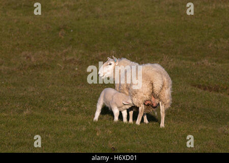Et l'agneau de lait de brebis ; Stoer ; Sutherland ; Ecosse ; UK Banque D'Images