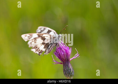 Papillon blanc marbré ; Melanargia galathea seule fleur sur Cornwall ; UK Banque D'Images