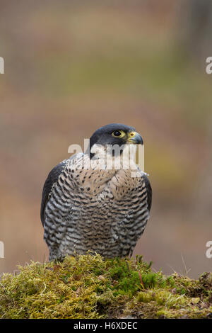 Le faucon pèlerin (Falco peregrinus), Cornwall, UK Banque D'Images