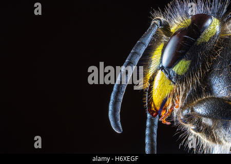 Macro extrême de la tête de la Guêpe (Vespula Vulgaris) du côté d'un fond noir, à la recherche dans l'espace Banque D'Images