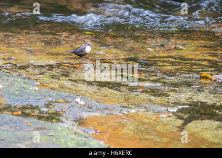 Très confiant à gorge blanche (Cinclus cinclus) Balancier la chasse aux larves dans de forts flux gallois Banque D'Images