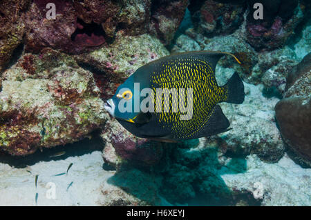 Angelfish Pomacanthus paru (français). Bonaire, Antilles néerlandaises, Amérique, Océan Atlantique. Banque D'Images
