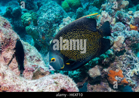 Angelfish Pomacanthus paru (français). Bonaire, Antilles néerlandaises, Amérique, Océan Atlantique. Banque D'Images