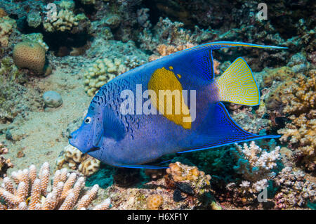 Angelfish Pomacanthus maculosus Yellowbar []. L'Egypte, Mer Rouge. Banque D'Images