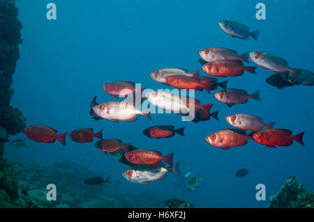 Big-eye ou Goggle-eye (Priacanthus hamrur). L'Egypte, Mer Rouge. Banque D'Images