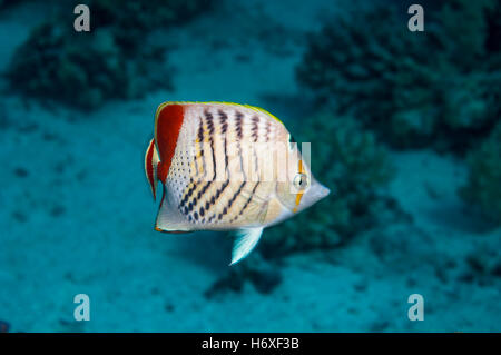 Érythréennes de la Mer Rouge ou d'une médiocre[Chaetodon paucifasciatus]. L'Egypte, Mer Rouge. Banque D'Images