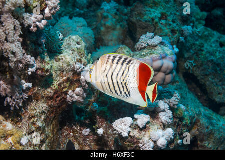 Érythréennes de la Mer Rouge ou d'une médiocre[Chaetodon paucifasciatus]. L'Egypte, Mer Rouge. Banque D'Images