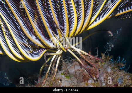 Crinoïde ou Featherstar. , Lembeh Sulawesi, Indonésie. Banque D'Images