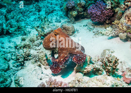 Jour commun octopus octopus Octopus cyanea [Jour] la chasse dans les récifs coralliens. L'Egypte, Mer Rouge. Banque D'Images