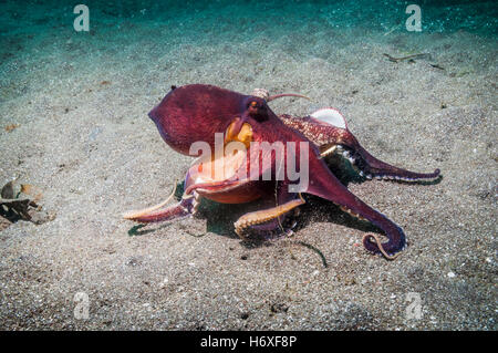 Ou veiné Coconut octopus [Amphioctopus marginatus]. Détroit de Lembeh, Sulawesi, Indonésie. Banque D'Images