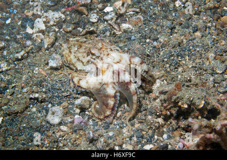 Amphioctopus ocellate Poison [octopus siamensis (anciennement Octopus mototi)]. , Lembeh Sulawesi, Indonésie. Banque D'Images