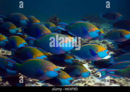 Greenthroat ou Singapour poisson perroquet (Scarus prasiognathus), grande école de mâles terminaux natation plus de barrière de corail. Banque D'Images