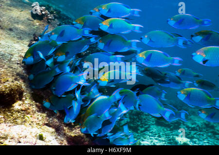 Greenthroat ou Singapour poisson perroquet (Scarus prasiognathus), grande école de mâles terminaux pâturage sur coral boulde couverts d'algues Banque D'Images