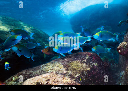 Greenthroat ou Singapour poisson perroquet (Scarus prasiognathus), grande école de mâles terminaux et certaines femelles natation Banque D'Images