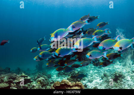 Greenthroat ou Singapour poisson perroquet (Scarus prasiognathus), grande école de mâles terminaux natation plus de barrière de corail. Banque D'Images