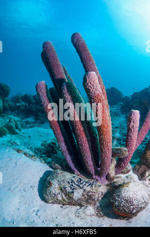 Cuisinière-éponge Aplysina archeri (tuyau). Bonaire, Antilles néerlandaises, Amérique, Océan Atlantique. Banque D'Images