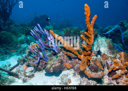 Tube brun (éponge Agelas conifera) et de ligne de corde interstitielle (éponge Aplysina cauliformis). Bonaire, Antilles néerlandaises, Amérique, Banque D'Images