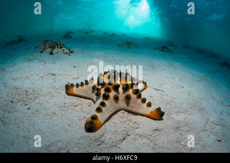 Puce de chocolat ou d'étoile de mer étoile de mer à cornes (Protoreaster nodosus) sur fond de sable. Mabul, la Malaisie. Banque D'Images