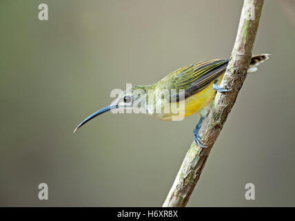 L'image de peu spiderhunter (Arachnothera longirostra) à Goa, Inde Banque D'Images