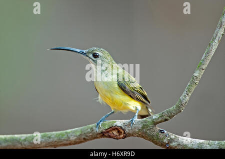 L'image de peu spiderhunter (Arachnothera longirostra) à Goa, Inde Banque D'Images