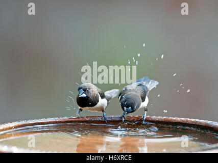 L'image de Capucin domino (Lonchura striata) à Goa, Inde Banque D'Images