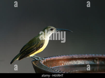 L'image de peu spiderhunter (Arachnothera longirostra) à Goa, Inde Banque D'Images